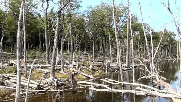 对环境和森林的破坏视频