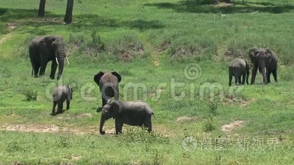 草原上放牧的非洲大象群视频
