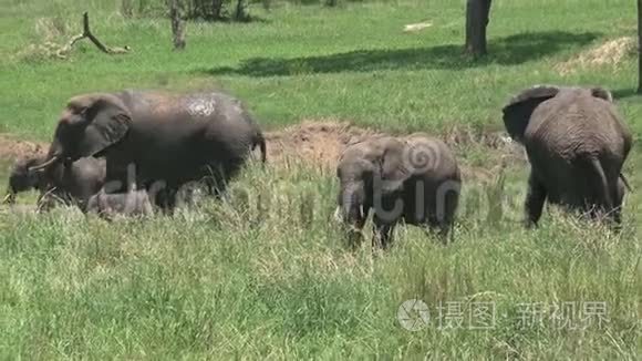 草原上放牧的非洲大象群视频