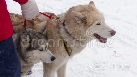 一群哈士奇雪橇狗视频