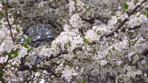 阳光明媚的春天樱花视频