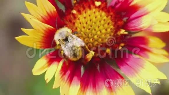 大黄蜂在一个花瓜虫上视频