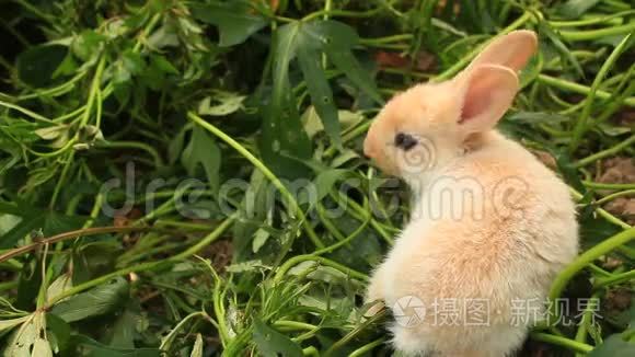 兔子在绿色的草坪上视频