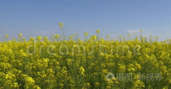 蓝天上的黄色油菜花田野视频