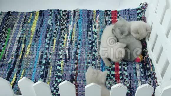 可爱的英国小猫在地毯上玩耍视频