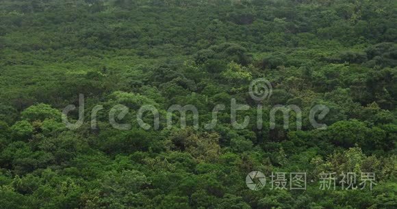 大岛阿姆米红树林雨天视频