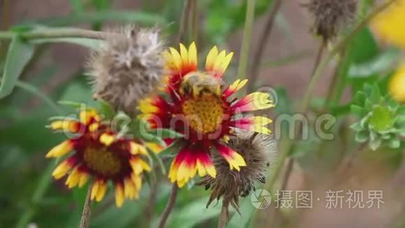 大黄蜂在一个花瓜虫上视频