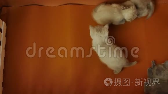 小猫在橙色背景下一起玩视频