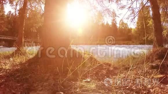 山河岸边的草甸。 有绿草，松树和阳光的景观.. 在机动滑块小车上运动。