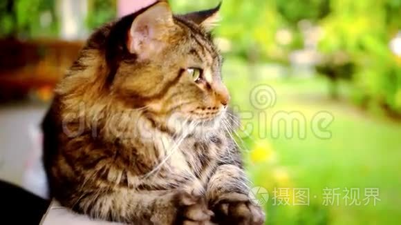 缅因州浣熊猫宏观视频与运动