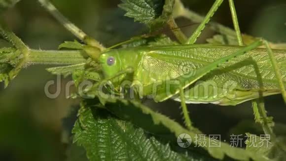 在草地上昆虫蚱蜢视频