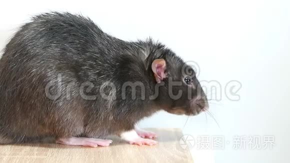 动物灰鼠