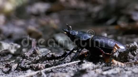 甲虫鹿在地上爬行视频