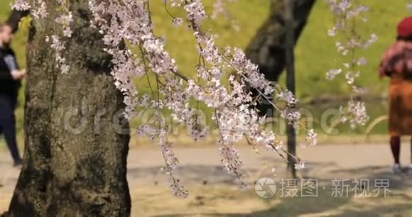 东京手持设备的KoishikawaKourakuen公园樱花