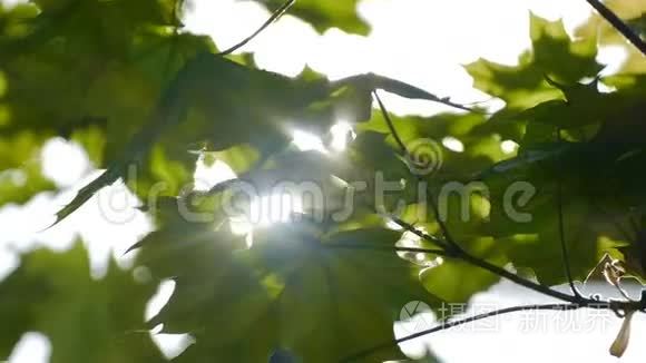 一缕阳光穿过树叶慢动作视频视频