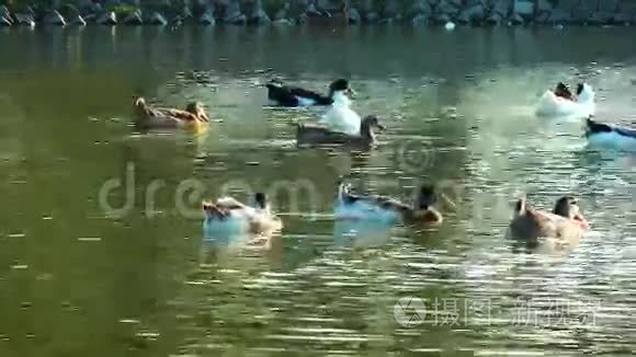 动物鸟鸭视频