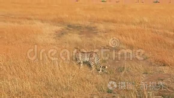 马塞马拉的雄性猎豹视频