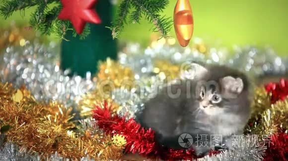 缅因州的小猫在圣诞树下玩耍视频
