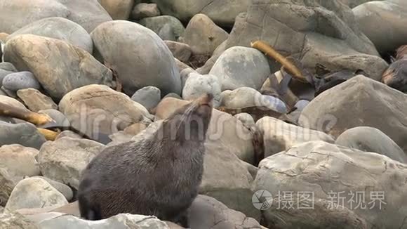 新西兰的海豹突击队视频