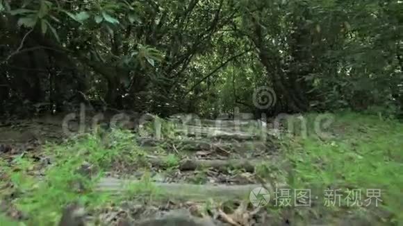 夏季热带雨林在最大的公园之一-巴统，佐治亚州