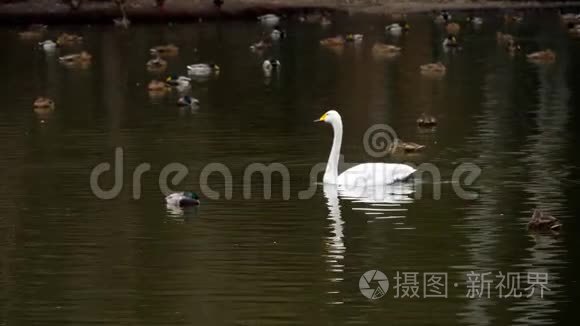 池塘上的野生水禽.