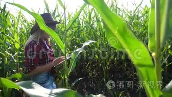 智慧农业慢动作视频概念.. 玉米地农妇手持平板电脑，正在研究和开发