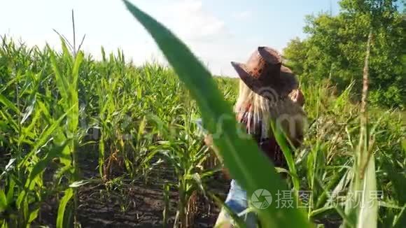 智慧农业慢动作视频概念.. 女农学家在玉米地里拿着平板电脑，正在学习和研究