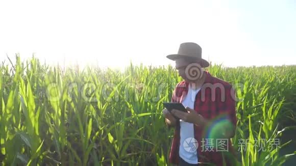 智慧农耕概念慢动作视频.. 男子农艺师在玉米地拿着平板电脑，正在学习