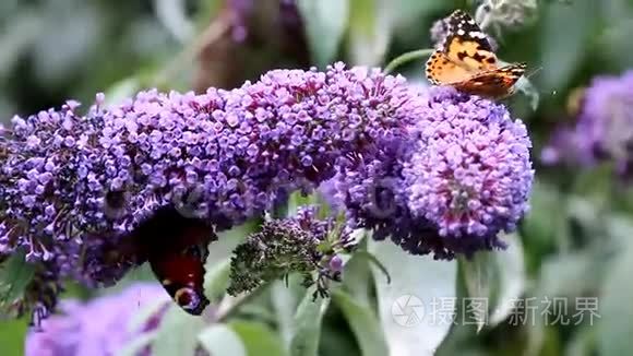 蝴蝶在粉红的巴贾花上喝花蜜视频