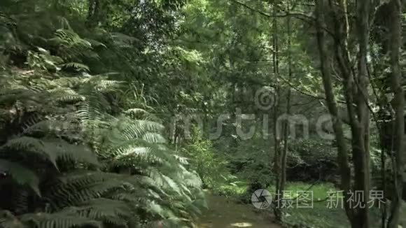 夏季热带雨林在最大的公园之一-巴统，佐治亚州