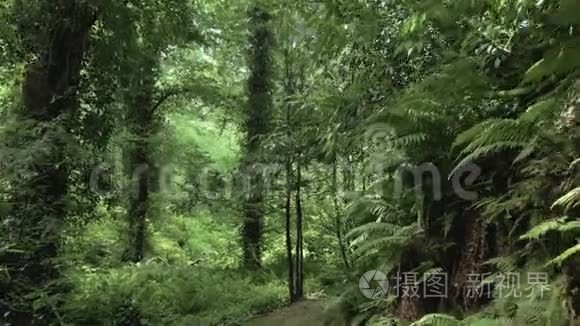 夏季热带雨林在最大的公园之一巴统，佐治亚州