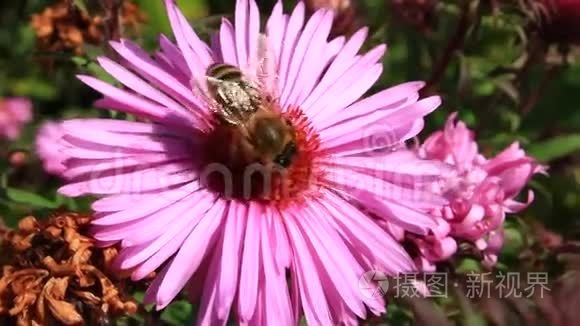 蜜蜂坐在星号上采集花蜜视频