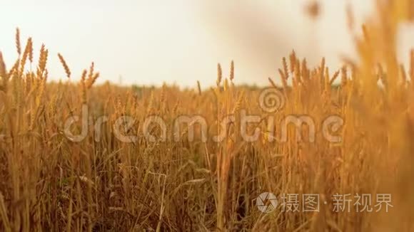 成熟小麦小穗的麦田