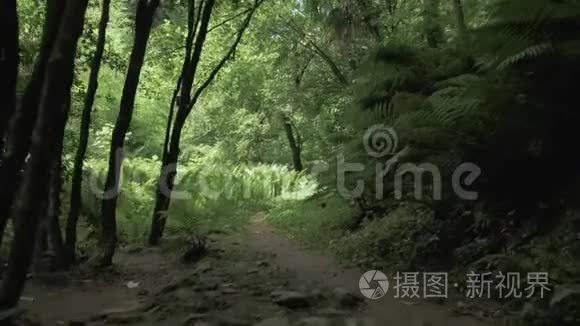 夏季热带雨林在最大的公园之一-巴统，佐治亚州