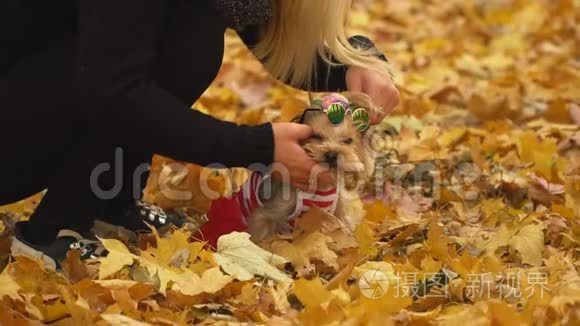 约克郡犬的女孩