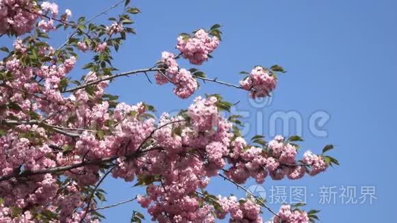 粉红色的樱花花开春视频