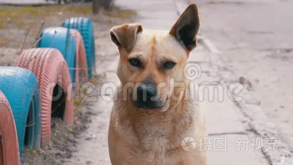 流浪狗在城市的街道上。 慢动作