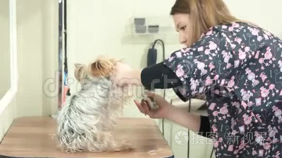女人梳洗狗，修剪。