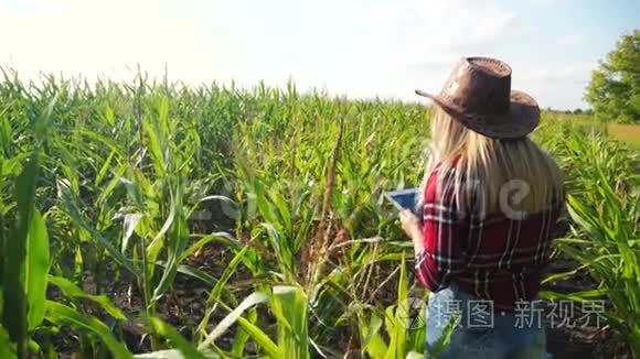 智慧农业慢动作视频概念.. 女农学家在玉米地里拿着平板电脑，正在学习和研究