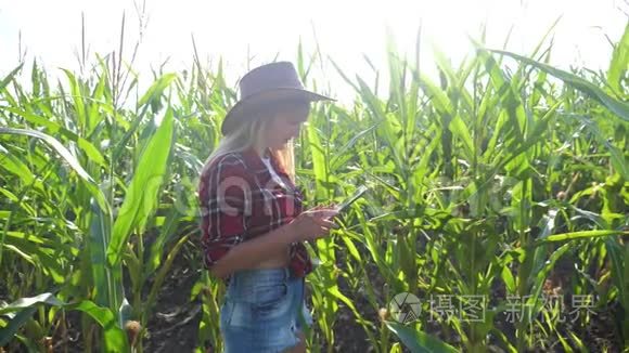 智慧农业慢动作视频概念.. 女孩农学家在玉米地里持有平板电脑触摸板电脑的生活方式