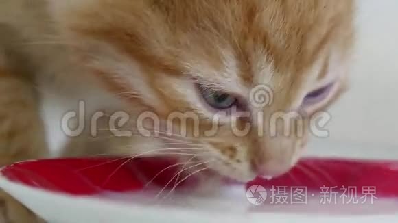 小猫可爱的宠物猫喝茶碟里的牛奶