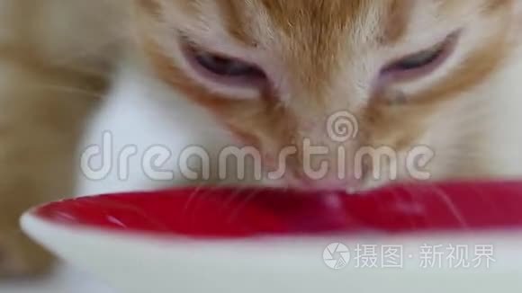 一只小猫在喝茶碟里的奶宠