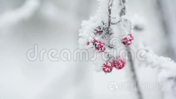 覆盖着海霜和雪的罗旺莓