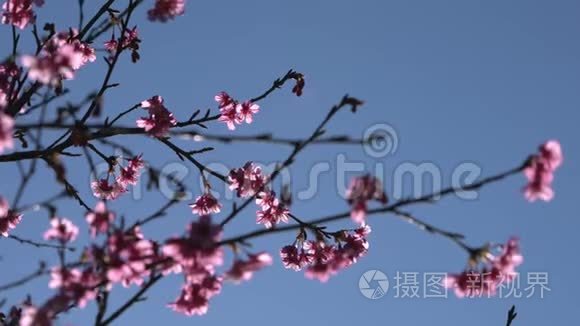 樱花树，蓝天