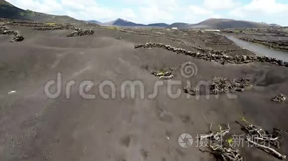 加那利群岛兰萨罗特黑火山土壤上LaGeria葡萄园的空中录像