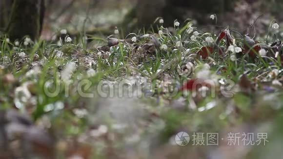 初春的嫩春雪花视频