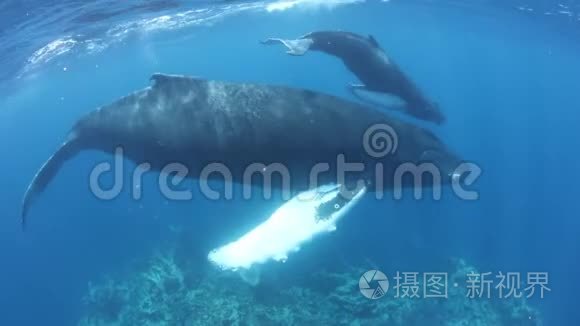 驼背鲸鱼在加勒比海游泳视频