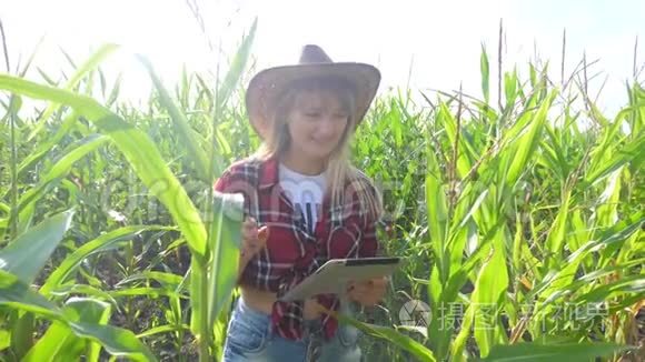 智慧农业慢动作视频概念.. 女孩农学家拿着平板电脑，在玉米地里正在学习