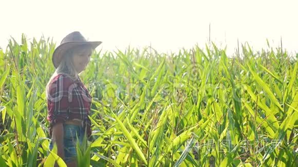 智慧农业慢动作视频概念.. 玉米生活领域的农妇手握平板电脑