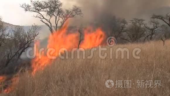 在稀树草原上生火视频